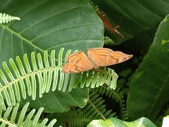 Junonia hedonia ida