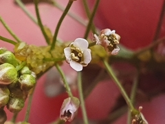 Capsella