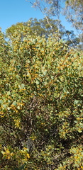 Acacia merrallii
