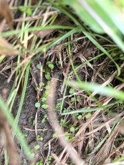 Cardamine occulta