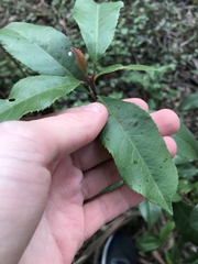 Photinia serratifolia