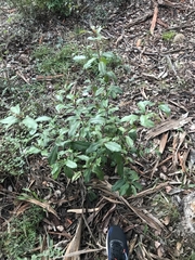 Photinia serratifolia
