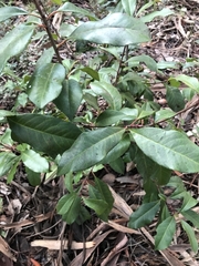 Photinia serratifolia