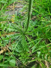 Capsella