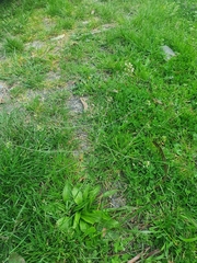 Capsella