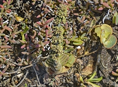 Crassula tomentosa
