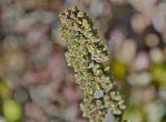 Crassula tomentosa