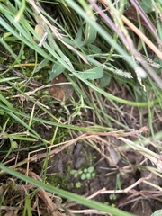 Cyperus brevifolius