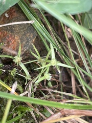 Cyperus brevifolius