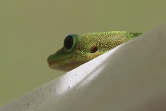 Phelsuma laticauda laticauda