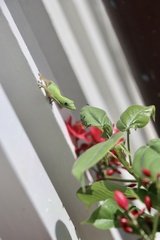 Phelsuma laticauda laticauda