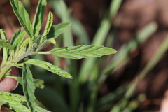 Monsonia burkeana