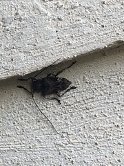 Lagocheirus araneiformis