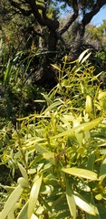 Santalum acuminatum