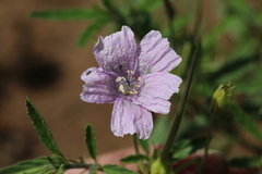Monsonia burkeana