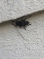 Lagocheirus araneiformis