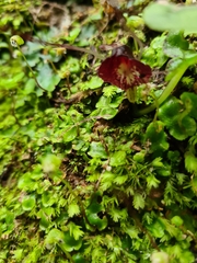 Corybas macranthus
