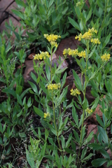 Pearsonia cajanifolia