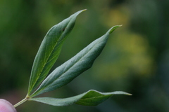 Pearsonia cajanifolia
