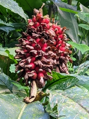 Alpinia sessiliflora