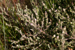 Aspalathus cymbiformis