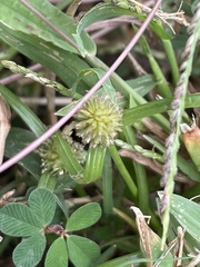 Cyperus brevifolius