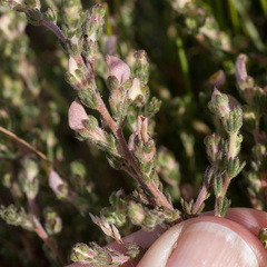 Aspalathus cymbiformis