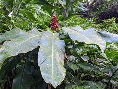 Alpinia sessiliflora