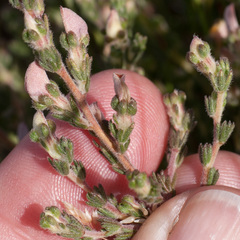 Aspalathus cymbiformis