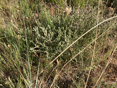 Aspalathus cymbiformis