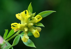 Pearsonia cajanifolia