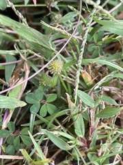 Cyperus brevifolius