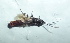 Pristocerinae