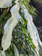 Alpinia sessiliflora