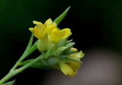 Pearsonia cajanifolia
