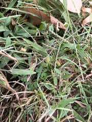 Cyperus brevifolius