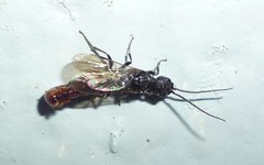 Pristocerinae