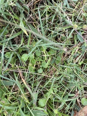 Cyperus brevifolius