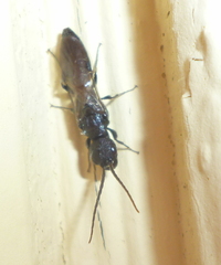 Pristepyris armiferus