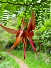 Clianthus maximus