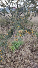 Vachellia farnesiana