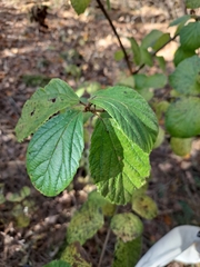 Viburnum dilatatum