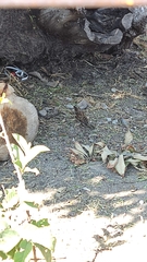 Passer domesticus