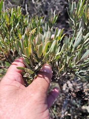 Leucadendron lanigerum lanigerum