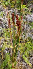 Machaerina teretifolia