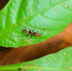 Camponotus rufoglaucus