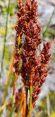 Machaerina teretifolia