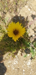 Reichardia tingitana