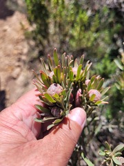 Leucadendron lanigerum lanigerum