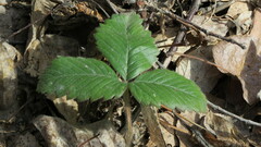 Fragaria moschata